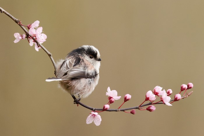 Long-tailed tit on a blooming branch