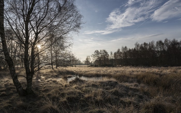 Bare trees in a frosty field with a pond