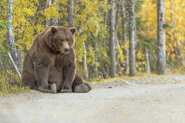 Brown Bear Sitting on a Dirt Road in Autumn