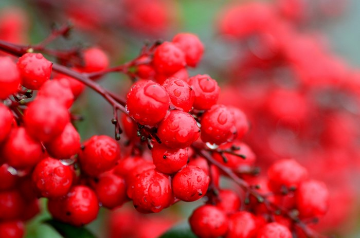 Red berries with water droplets on branches
