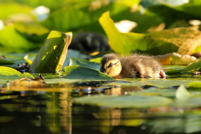 Baby duckling swimming among lily pads