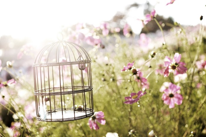 Empty birdcage hanging in a field of pink flowers
