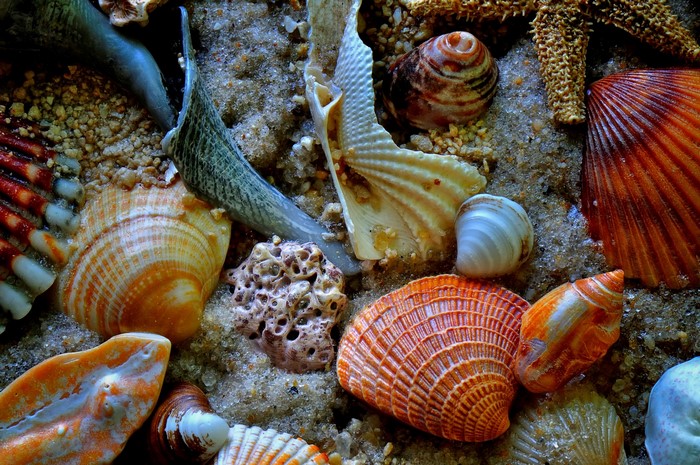 Close-up of various seashells on sand