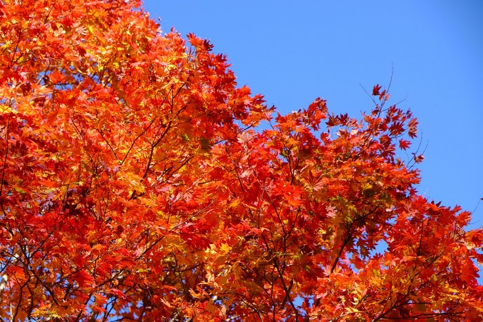 Bright red and orange maple leaves against a blue sky