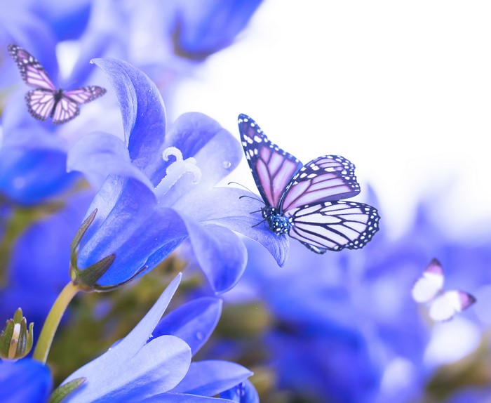Blue Campanula Flowers with Butterflies