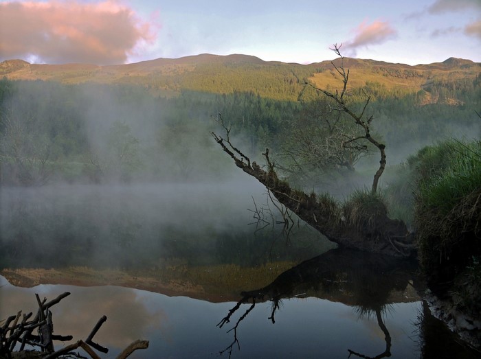Misty lake with fallen tree and mountains