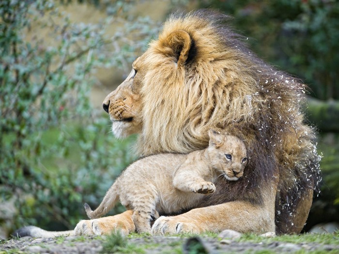4K Lion and Cub Resting Together