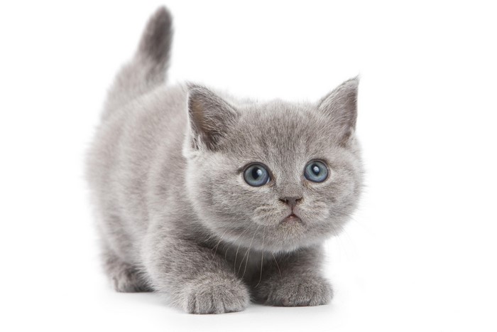 A fluffy grey kitten with blue eyes