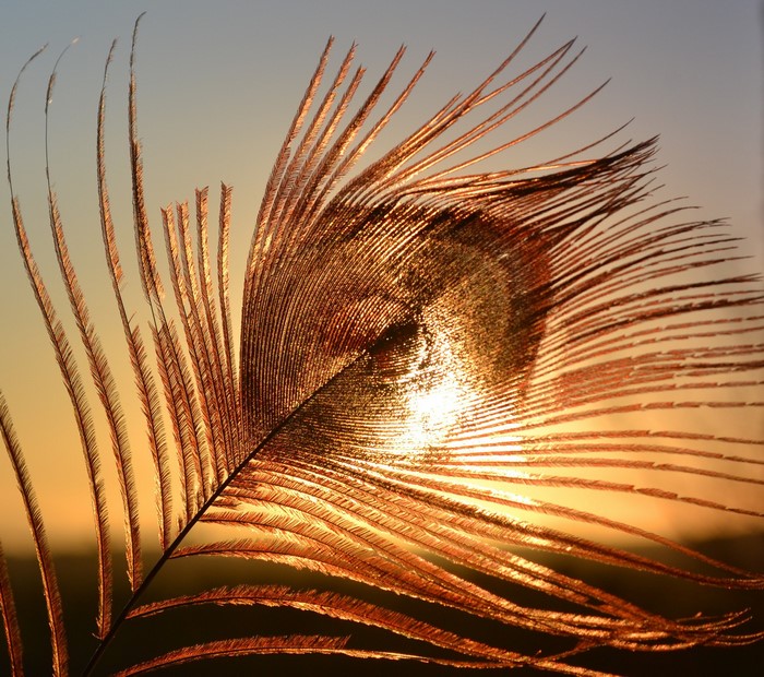 Close-up of a peacock feather at sunset