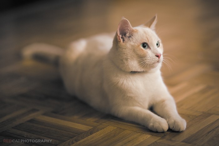 White cat lying on wooden floor