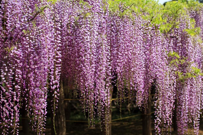 Purple Wisteria Flowers Hanging from Trees