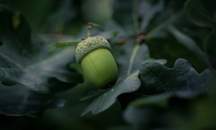 Green acorn on an oak tree branch with leaves