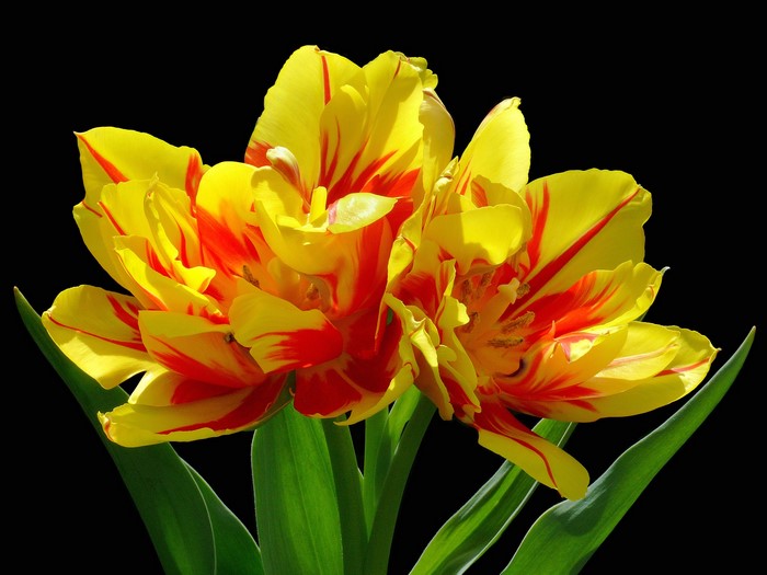 Yellow and red tulips with green leaves