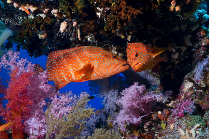Two Coral Grouper Fish Among Corals