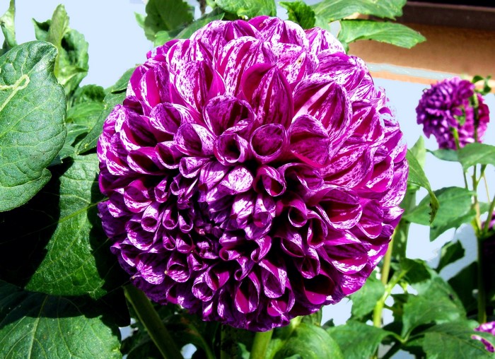 Purple and white striped dahlias in bloom