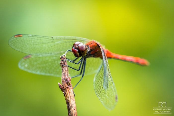 Red Dragonfly on a Twig