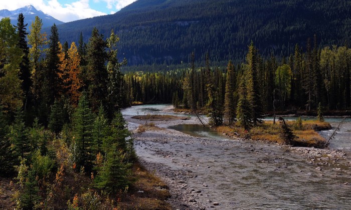 River flowing through a forest in Mount Robson Provincial Park, Canada