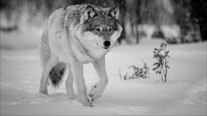Wolf walking in the snow