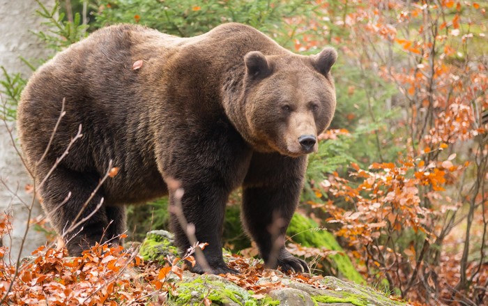 Brown Bear in Autumn Forest