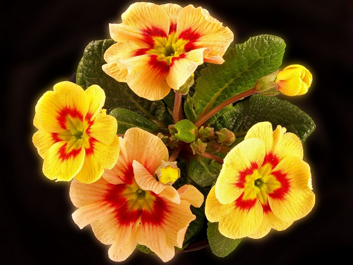 Yellow and red primula flowers with water droplets