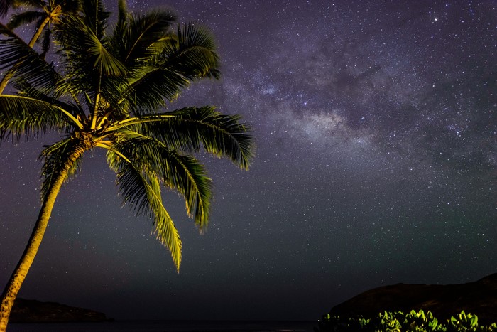Palm Tree Under the Milky Way at Night