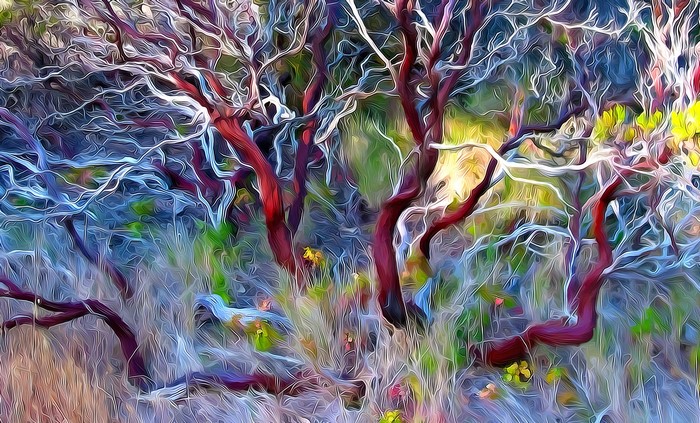 Manzanita trees with red bark and white branches