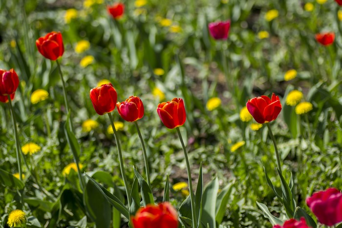Red and pink tulips in a field