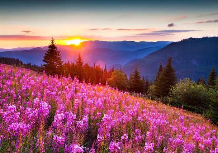 Mountains at Sunset with Pink Wildflowers