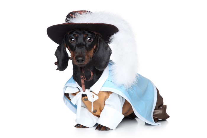 Dachshund dog wearing a musketeer costume and hat