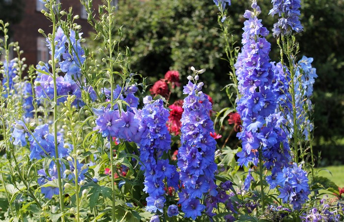 4K Delphinium flowers in a garden