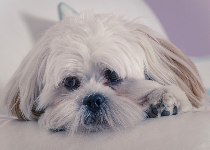 White dog resting on a couch