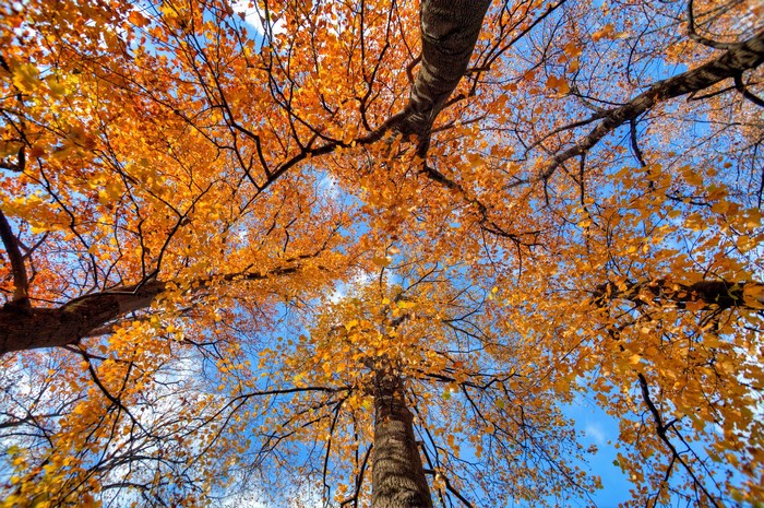 Looking up at autumn trees with orange leaves