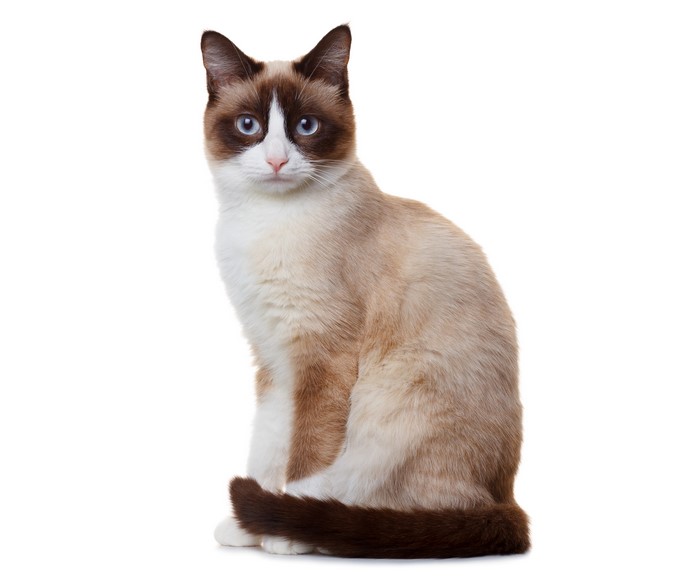 Snowshoe cat sitting and looking forward