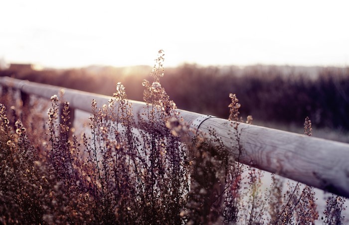 Dry grass by a wooden fence at sunset