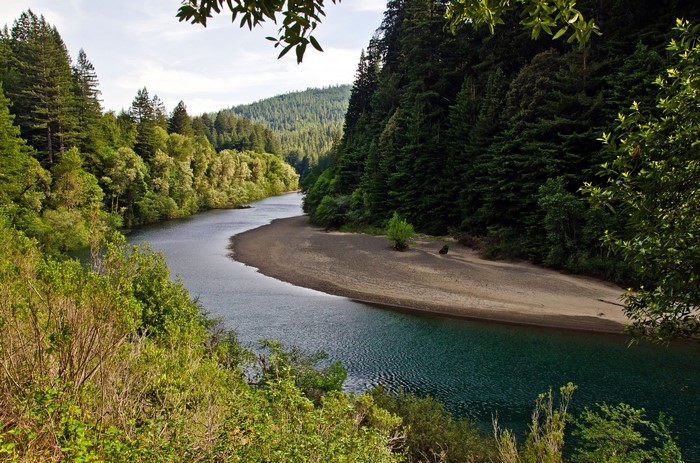 River flowing through a dense forest