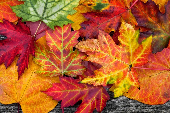 4K Autumn Maple Foliage Closeup