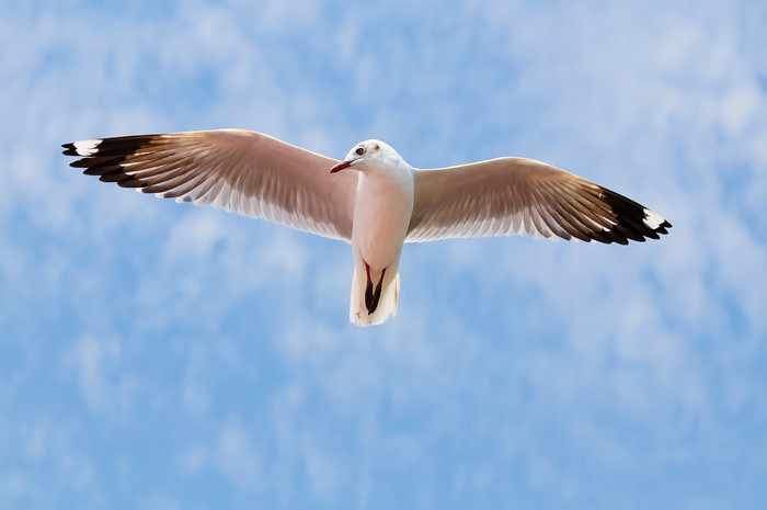 Seagull flying in the sky
