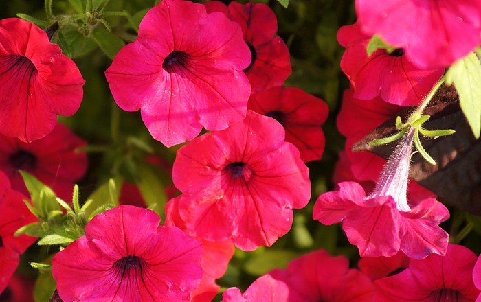 Close-up of vibrant pink petunias