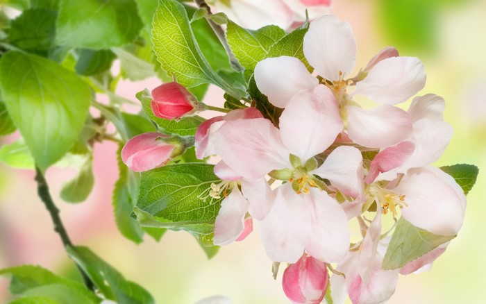 Apple blossoms and buds on a branch