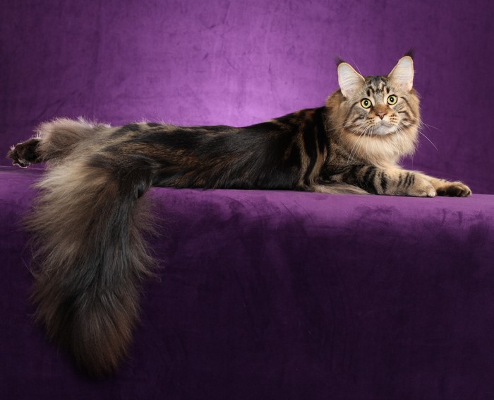 Maine Coon Cat with Long Tail