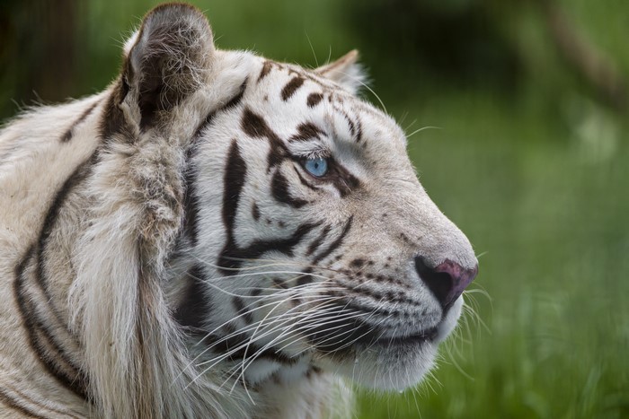 White Tiger with Blue Eyes