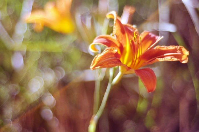 Orange Lily flower in bloom