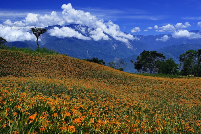 Orange Daylily Field with Mountains and Clouds