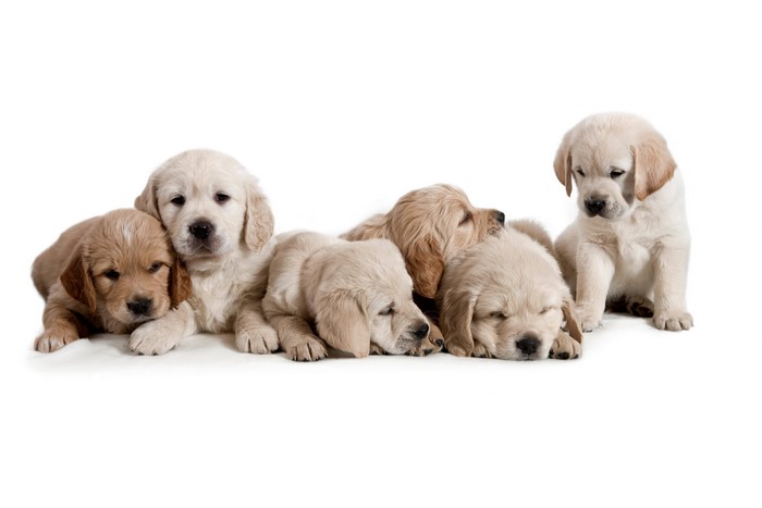 Group of Golden Retriever Puppies