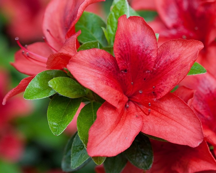Red Azalea Flower Closeup