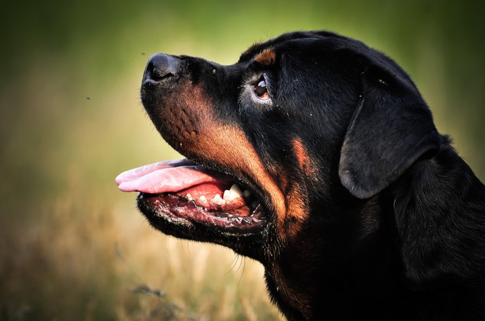 Rottweiler dog with tongue out
