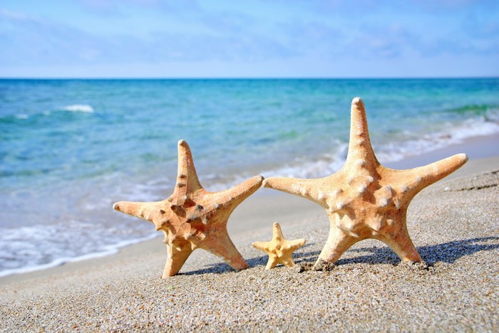 Three starfish on a sandy beach with the ocean in the background