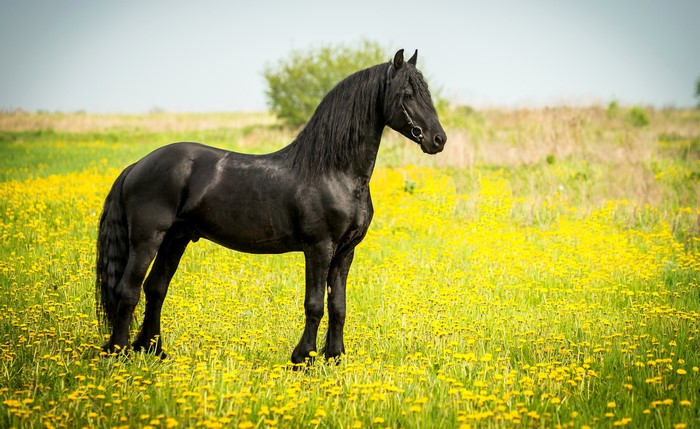Black horse standing in a field of yellow flowers