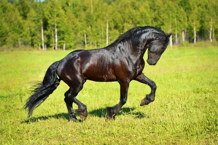 Black Friesian horse running in a grassy field