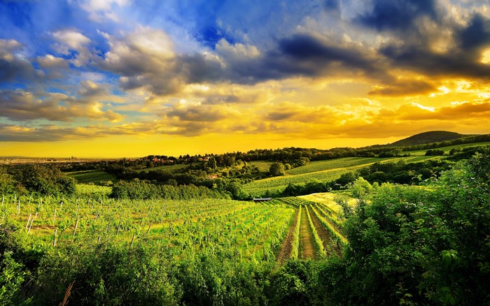 Vineyard landscape with Kahlenberg hills and Vienna in distance